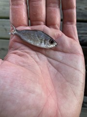 Eucinostomus harengulus