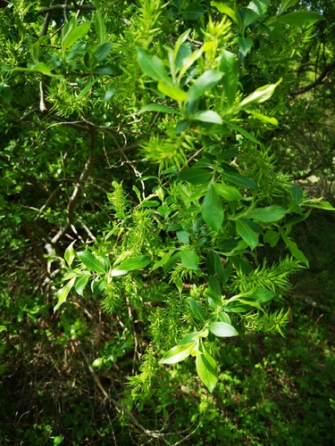 Salix bebbiana