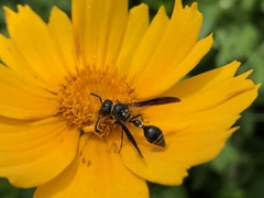 Zethus spinipes variegatus