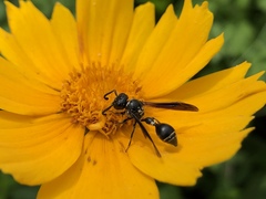 Zethus spinipes variegatus