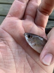 Eucinostomus harengulus