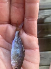 Eucinostomus harengulus