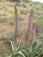 Eremurus inderiensis