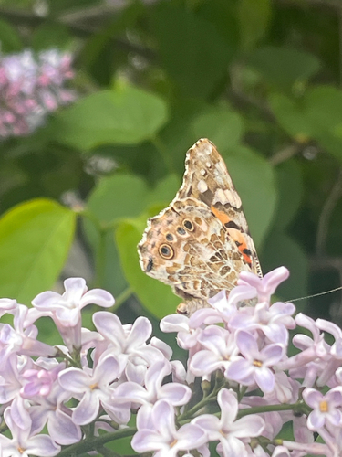 Painted Lady