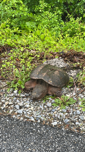 Common Snapping Turtle observed by joejoejoe95