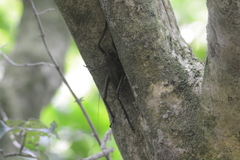 Deinacrida heteracantha