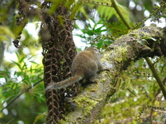 Sundasciurus jentinki