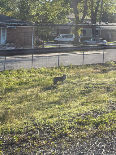 Coyote observed by ryan1317