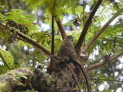 Sundasciurus jentinki