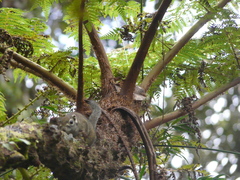 Sundasciurus jentinki