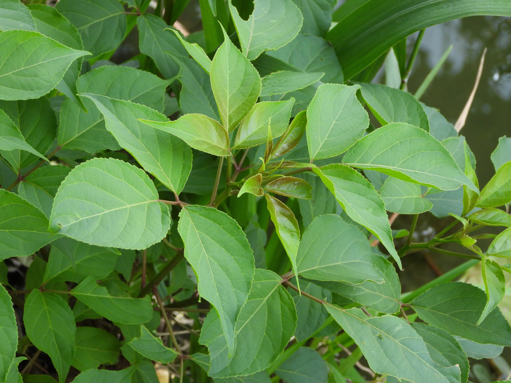 Bischofia polycarpa