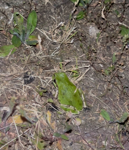 Japanese Tree Frog