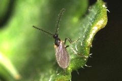 Micromyinae
