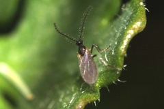 Micromyinae