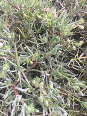 Spergularia macrotheca