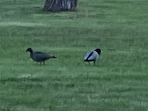 Australian Wood Duck