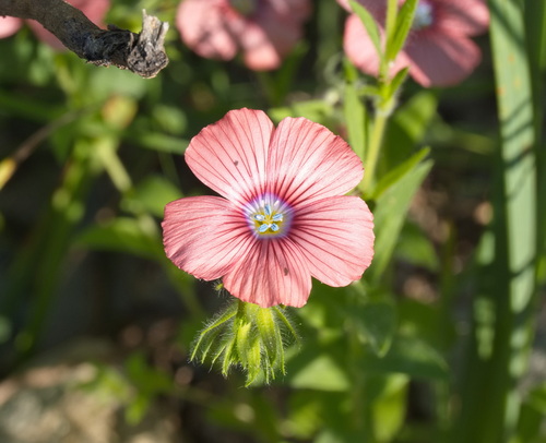 Linum pubescens, photograph 1