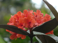 Rhododendron fallacinum