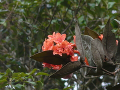Rhododendron fallacinum