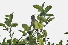 Leiothlypis peregrina