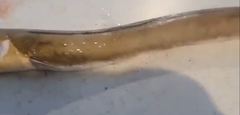Ophichthus altipennis