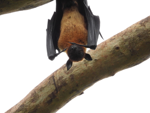 Indian Flying Fox