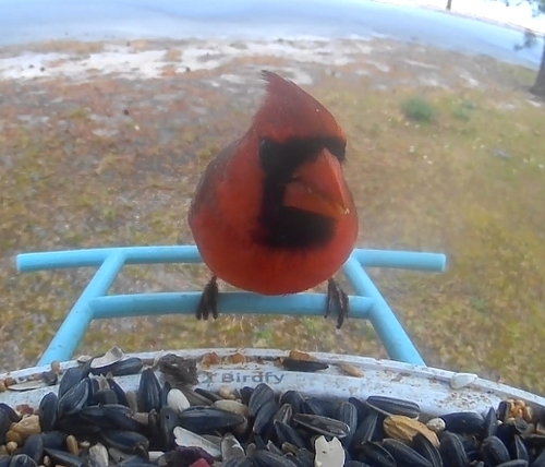 Northern Cardinal observed by robinrubecula
