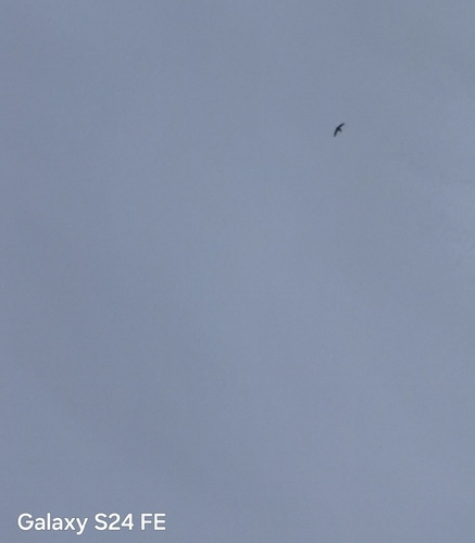 Chimney Swift observed by oludamola