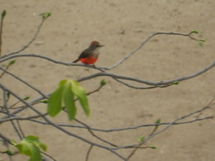 Pyrocephalus rubinus saturatus