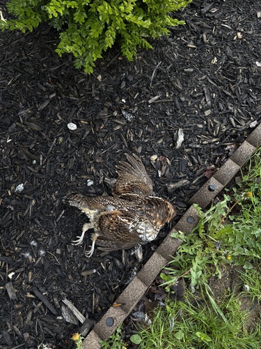 Ruffed Grouse observed by chelcrouse