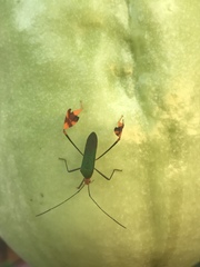 Anisoscelis foliaceus