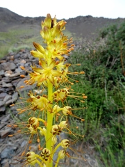 Eremurus fuscus