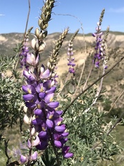 Lupinus paynei