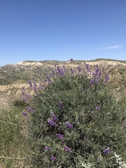 Lupinus paynei