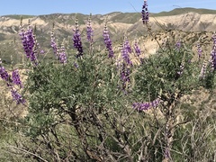 Lupinus paynei