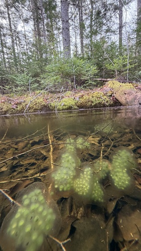 Spotted Salamander observed by gallobrynn