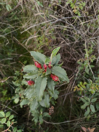 Laurel-leaved Cistus