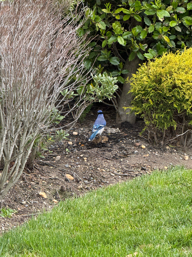 Blue Jay observed by ximenagb