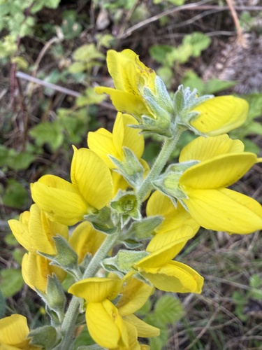 Thermopsis californica, photograph 5