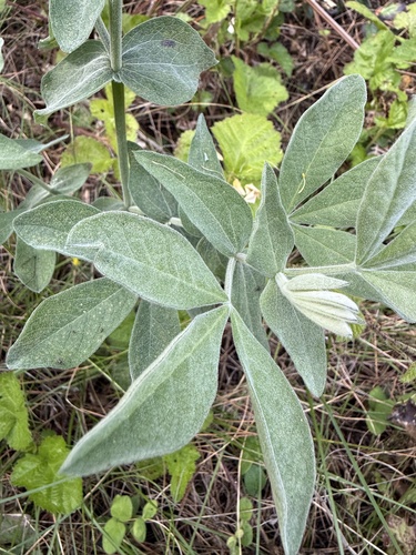 Thermopsis californica, photograph 6