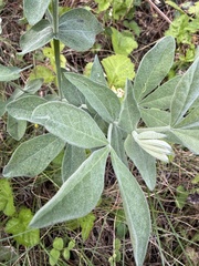 Thermopsis californica, photograph (c) Karen (with occasional help from Mike), some rights reserved (CC BY)
