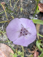 Calochortus uniflorus, photograph (c) Karen (with occasional help from Mike), some rights reserved (CC BY)