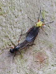 Bibio xanthopus