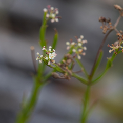 Platysace heterophylla
