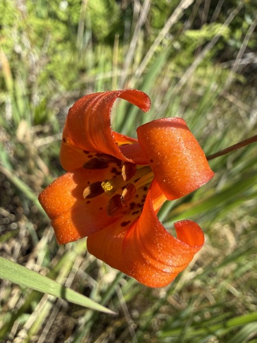 Coastal lily