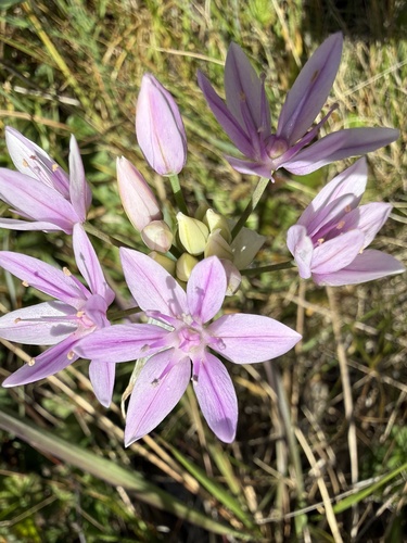Allium unifolium, photograph 5