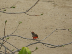 Pyrocephalus rubinus saturatus