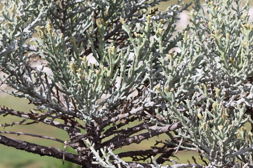 Euphorbia stenoclada, photograph 2
