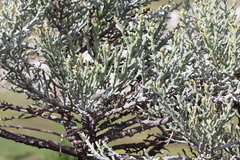 Euphorbia stenoclada, photograph (c) amantedarmanin, some rights reserved (CC BY)