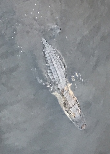 American Alligator observed by teejaytnfl